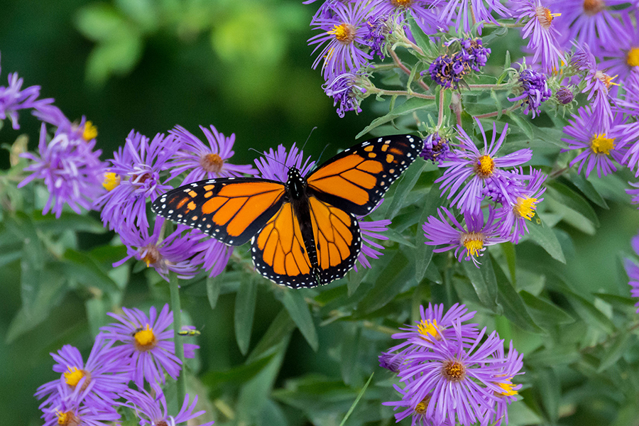 monarch butterfly on aster blooms